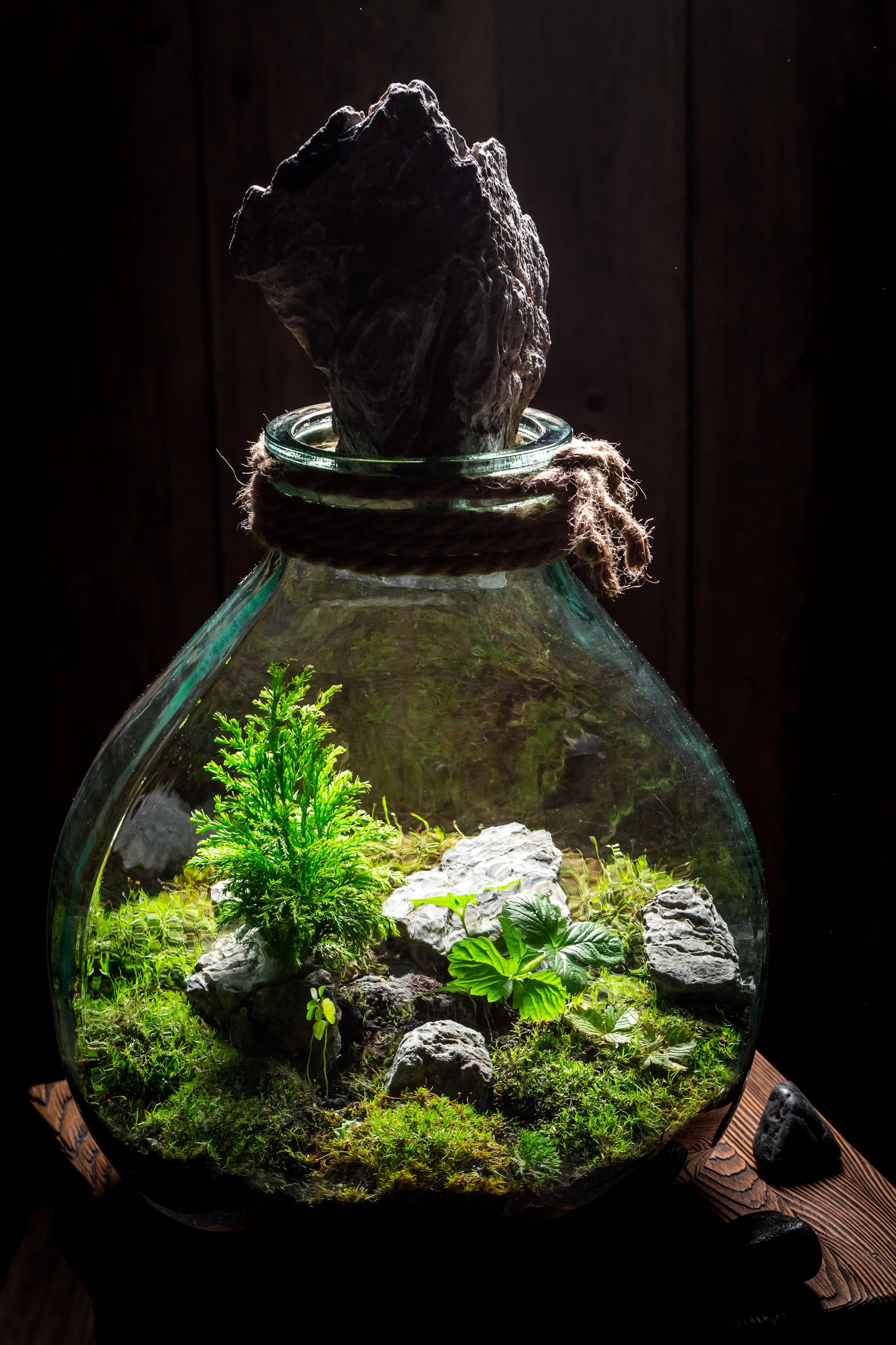 Closed Terrarium